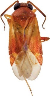 Ausejanus neboissi, AMNH PBI00130053