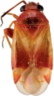 Ausejanus neboissi, AMNH PBI00130092