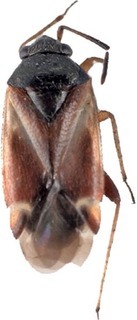 Ausejanus tasmaniae, AMNH PBI00108583