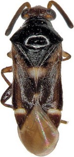 Austrodapus nitens, AMNH PBI00274217