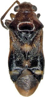 Austrodapus nitens, AMNH PBI00274223