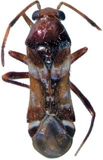 Biromiris cassisi, AMNH PBI00088850