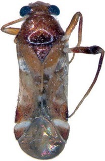 Biromiris enarotadi, AMNH PBI00169265