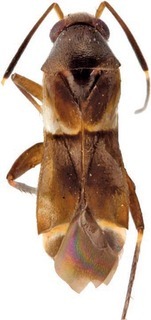 Blesingia fasciatipennis, AMNH PBI00196026