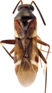 Blesingia fasciatipennis, AMNH PBI00272806