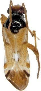 Ctypomiris solomonensis, AMNH PBI00318947