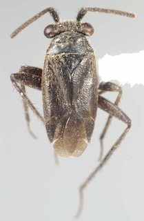 Eminoculus atrisetosus, AMNH PBI00171859