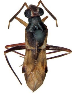 Gulacapsus australiensis, AMNH PBI00318906
