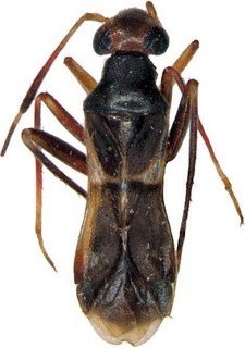 Gulacapsus australiensis, AMNH PBI00318907