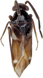 Johnstonsonius phalarosus, AMNH PBI00302024