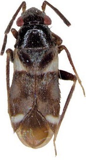 Johnstonsonius phalarosus, AMNH PBI00302027