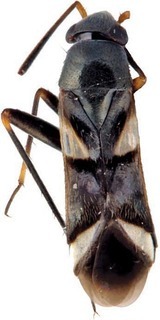 Leucophoroptera quadrimaculata, AMNH PBI00272096