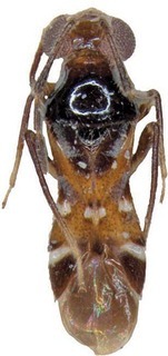 Missanos gulafuscus, AMNH PBI00302042