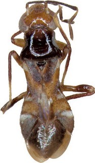 Missanos gulafuscus, AMNH PBI00302043