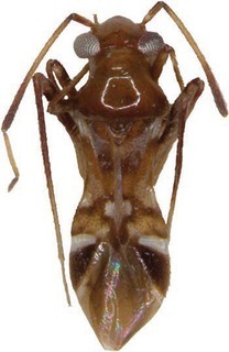 Papuamiroides elongatus, AMNH PBI00302049