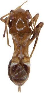Papuamiroides elongatus, AMNH PBI00302053