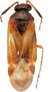 Sejanus brittoni, AMNH PBI00108561