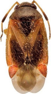 Sejanus brittoni, AMNH PBI00108574