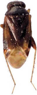 Sejanus howardae, AMNH PBI00246699