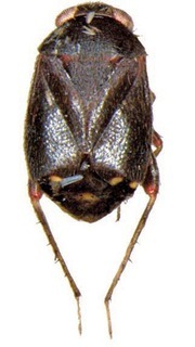 Sejanus howardae, AMNH PBI00246701