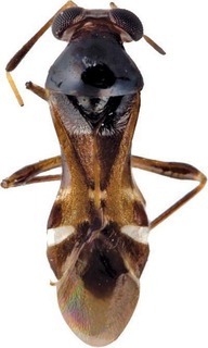 Arafuramiris queenslandensis, AMNH PBI00392776