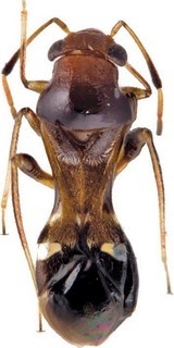 Arafuramiris queenslandensis, AMNH PBI00392777
