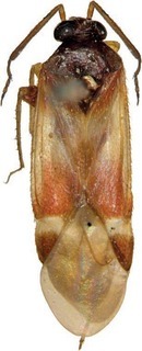 Ausejanus uestaustralianus, AMNH PBI00393681