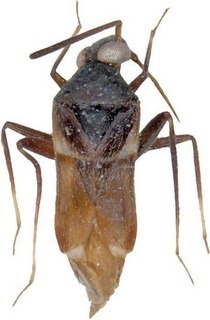 Blesingia grandis, AMNH PBI00392783