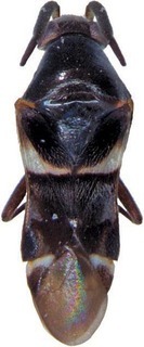 Blesingia tamborinea, AMNH PBI00393672
