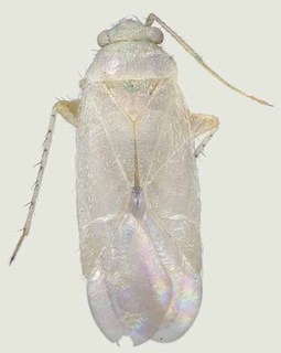 Europiella pilosula, AMNH PBI00370144