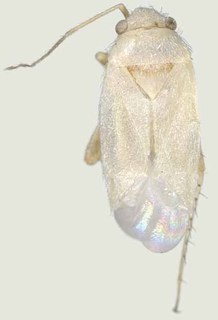 Europiella pilosula, AMNH PBI00370145