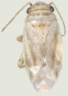 Europiella stigmosa, AMNH PBI00370149