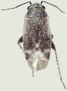 Europiella umbrina, AMNH PBI00370150