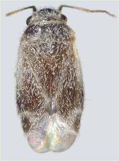 Europiella umbrina, AMNH PBI00370151