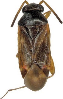 Sejanus palumae, AMNH PBI00371857