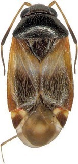 Sejanus palumae, AMNH PBI00371863