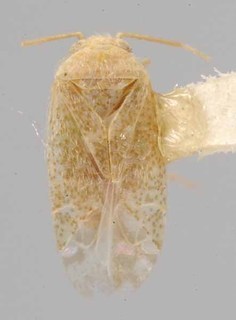 Bisulcopsallus fulvipunctatus, AMNH PBI00069798