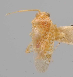 Ceratopsallus croceus, AMNH PBI00077829