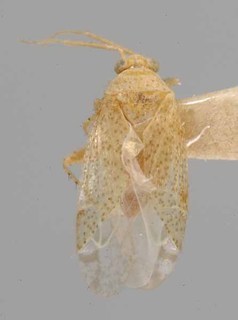 Ceratopsallus pantherinus, AMNH PBI00077844