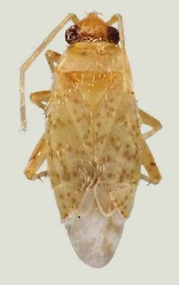 Ceratopsallus schwartzi, AMNH PBI00071883