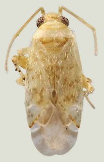 Ceratopsallus schwartzi, AMNH PBI00071915