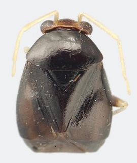 Jornandes michoacanensis, AMNH PBI00094289