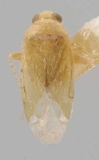 Knightopsallus portalensis, AMNH PBI00069797