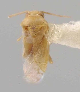 Phymatopsallus acaciae, AMNH PBI00069808