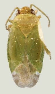 Phymatopsallus acaciae, AMNH PBI00071858