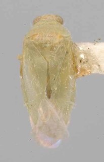 Phymatopsallus rinconae, AMNH PBI00069809