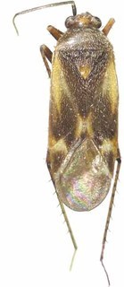 Plagiognathus flavoscutellatus, AMNH ENT00033735