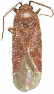 Plagiognathus fulvaceus, AMNH ENT00033746