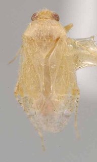Salicopsallus lucidus, AMNH PBI00069801