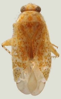 Schaffneropsallus oaxacensis, AMNH PBI00058285